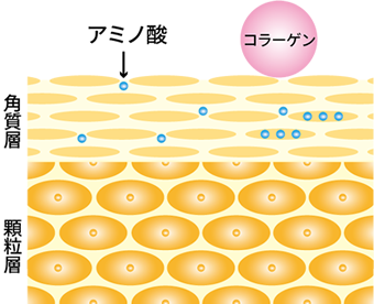 アミノ酸の分子量はコラーゲンの約3,000分の1