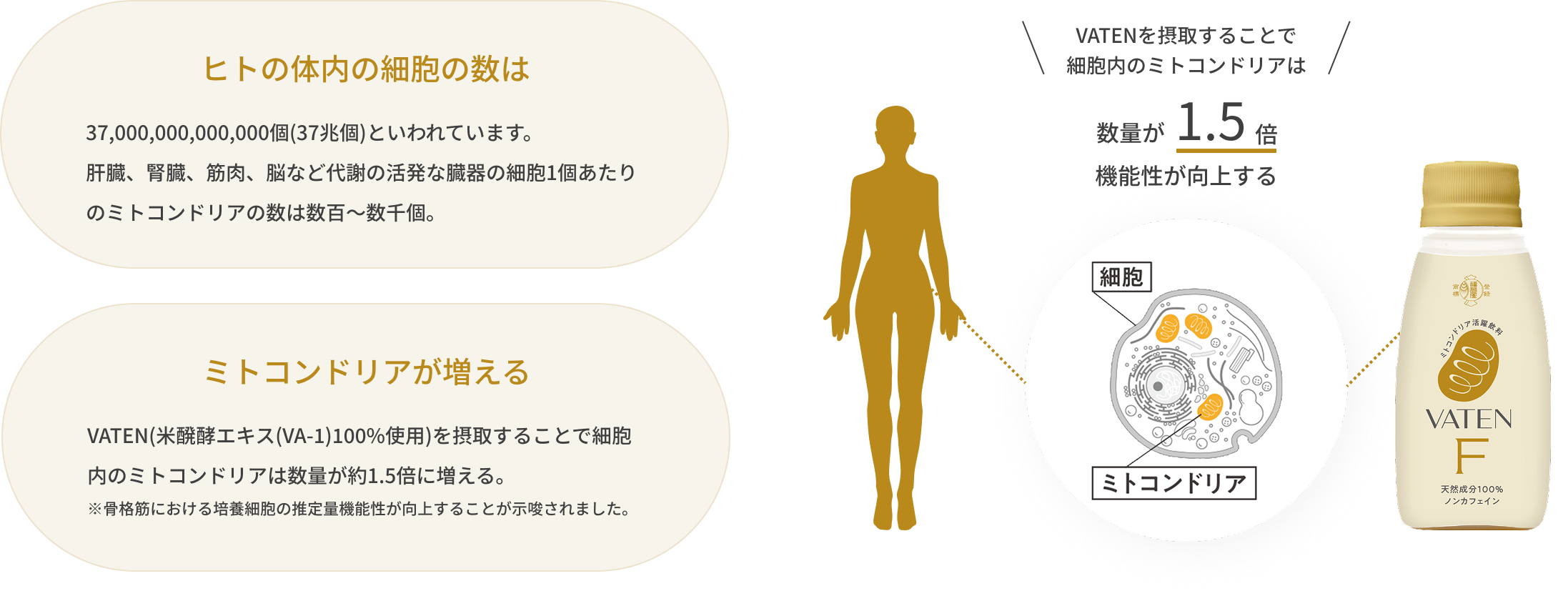 VATEN F メインビジュアル